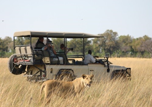 safari